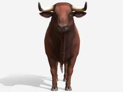 Bull realistic Low-poly 3D model