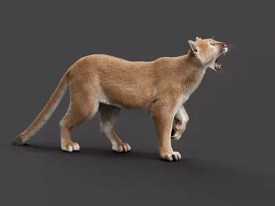 Puma animal 3D model