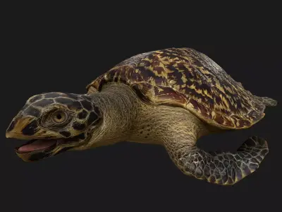 Turtle Low-poly 3D model