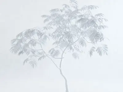 Everfresh Tree 3M - Cojoba arborea var angustifolia 3D model