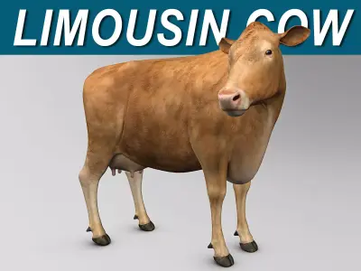 Cow Limousin 3D model