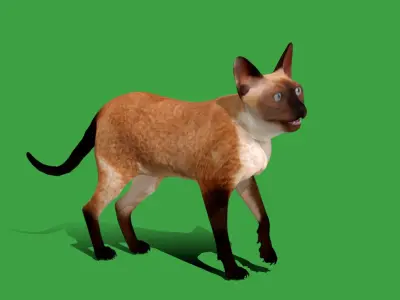 Devon Rex Cat Low-poly 3D model