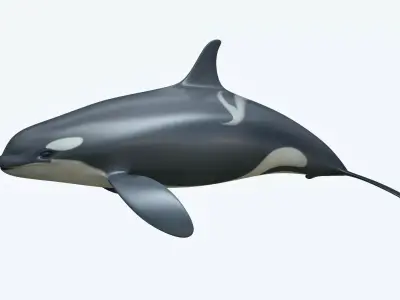 Whale Killer 3D model