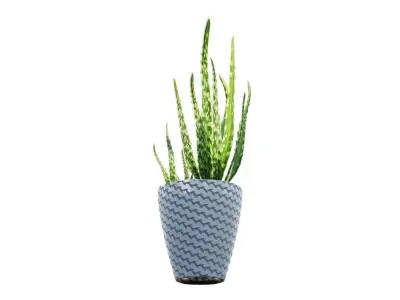 Pot Plant Aloe Vera 3D model