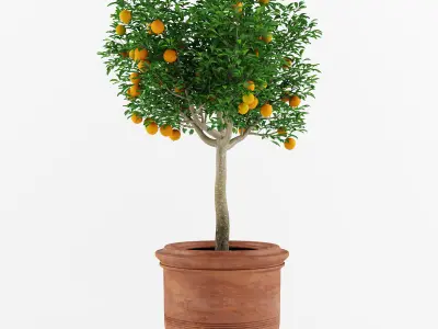 Mandarin Orange Tree 3D model
