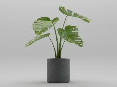 Monstera Plant 3D model