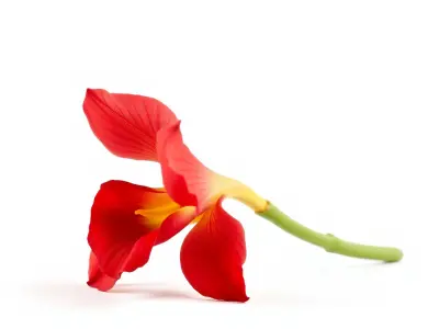 Freesia Red Petal Realism Model Pack Low-poly 3D model