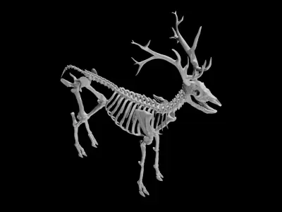Deer Skeleton Low-poly 3D model