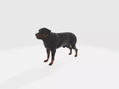 Strong Rottweiler Dog Animal Portrait  3d model 3D model