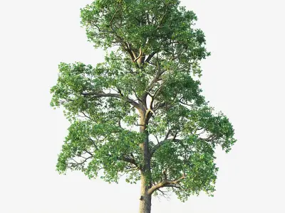 White Oak 02 3D model