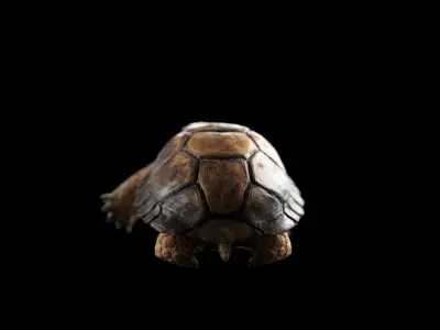 Turtle Low-poly 3D model