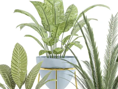 indoor plant set 055 Low-poly 3D model