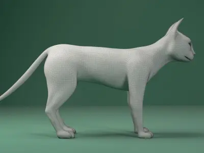Black and White Cat 3D model buy
