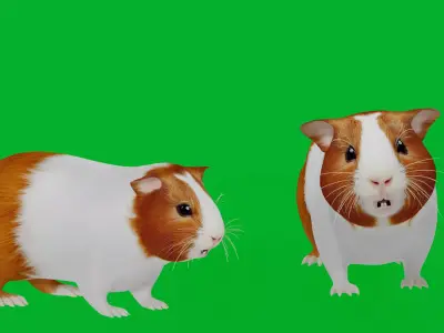 American Guinea Pig Low-poly 3D model