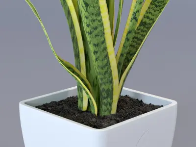 Snake Plant - Dracaena trifasciata 3D model