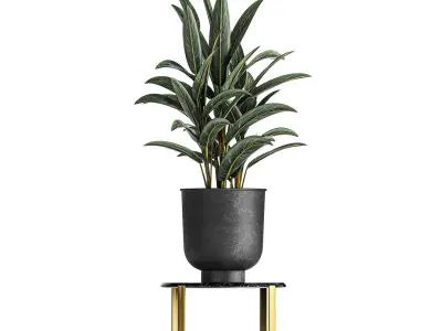 Alpinia in a pot for the interior 844 3D model