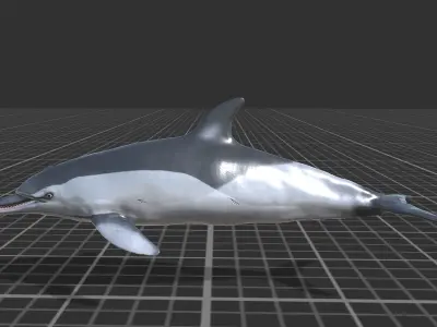 Long-billed Dolphin Low-poly 3D model