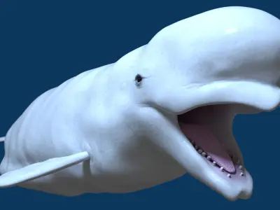Beluga Whale 3D Model Demo - Rigged - PBR Low-poly 3D model