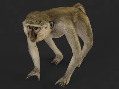 Chlorocebus monkey 3D model