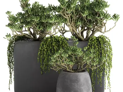 Crassula in a black flowerpots 811 3D model