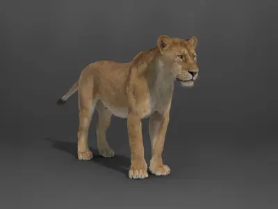 Female Lion Rigged VFX Grace 3D model