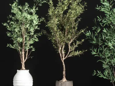 Indoor Plant olive Set 01 3D model