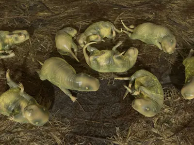 Cub Rat Low-poly 3D model