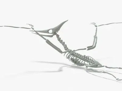 Pteranodon Rigged Skeleton Low-poly 3D model