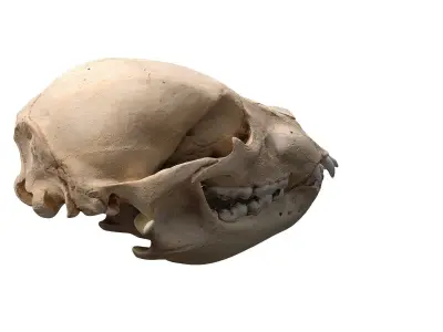 Skull - Bear Low-poly 3D model