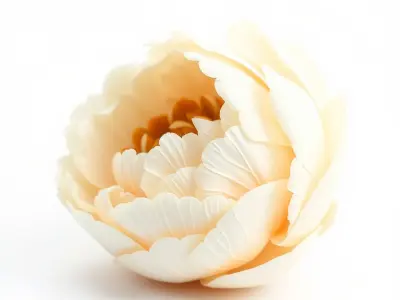 Peony Blossom Realistic Floral model pack Low-poly 3D model