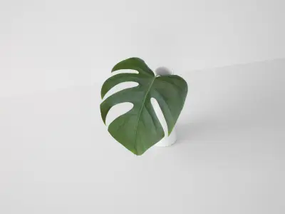Monstera Leaf 3D model