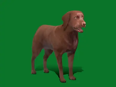 Chocolate Labrador Retriever Dog Low-poly 3D model