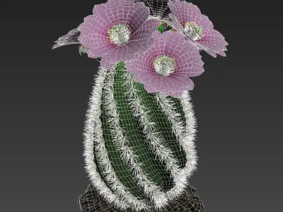 Spiral Cactus 3D model