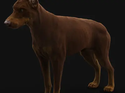 Dobermann XGEN RIGGED 3D model