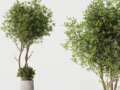 Indoor Plant Set 02 3D model