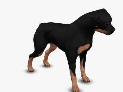 rottweiler 3D model
