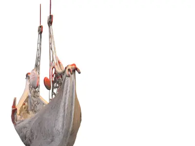 Seashell Hammock Ornament Low-poly 3D model