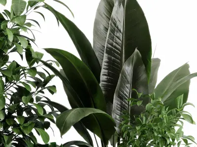 indoor plant 526 pot plant ficus rubbery monstera concrete  3D model