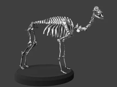 Silver Camel Skeleton 3D model