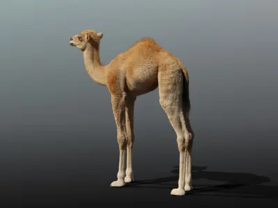 Camel Adult and Baby Rigged 3D model