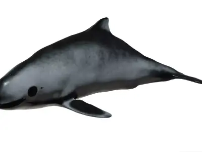 Harbour porpoise Low-poly 3D model