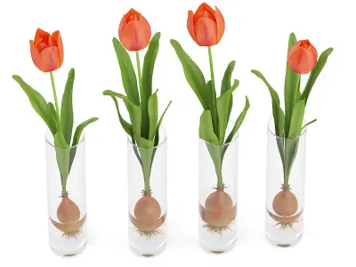 Four Tulips in Glasses 3D model