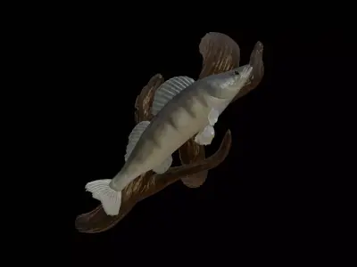 ZANDER  PIKEPERCH UNDERWATER STATUE ON THE WALL DETAILED TEXTURE 3D print model