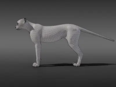 Young Cheetah Model 3D model