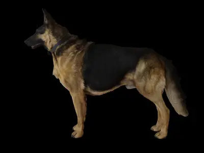 German Shepherd  Low-poly 3D model