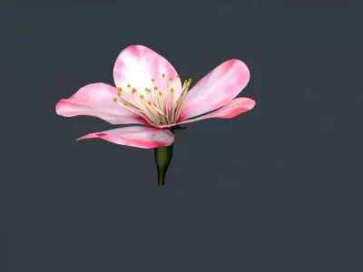 peach flower Low-poly 3D model