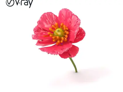 Papaver Pink Flower Detailed Petal Model Pack Low-poly 3D model