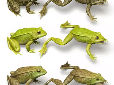 Lake Frog Low-poly 3D model