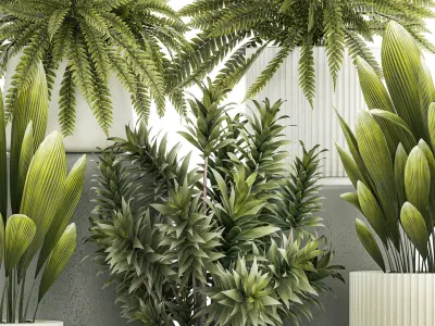 Set of beautiful fern and Dracaena plants in pots for interior  3D model