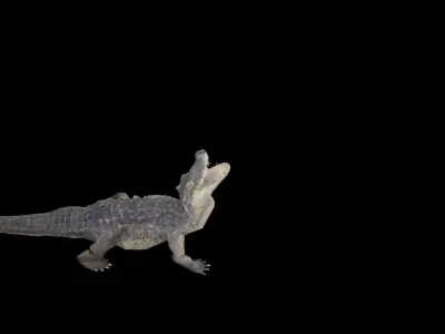 alligator animation Low-poly 3D model